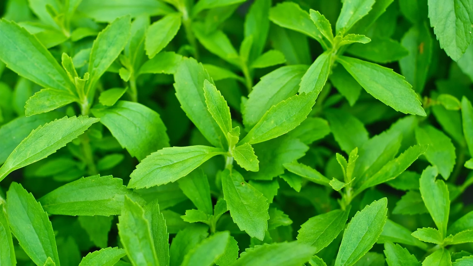 stevia-tea-Stevia: benefícios, como usar e preparar o chá dessa planta doce