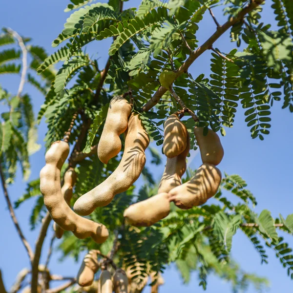 tamarind-tea-Tamarindo Benefícios, Propriedades e Como Preparar o Chá