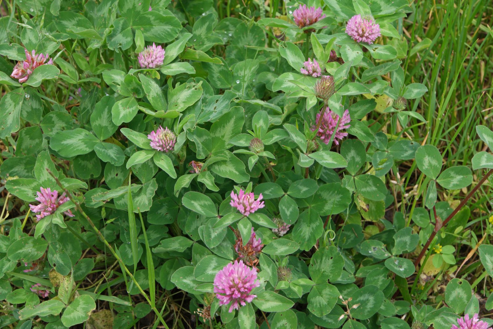 Red Clover Tea: Benefits, Uses, and How to Prepare It