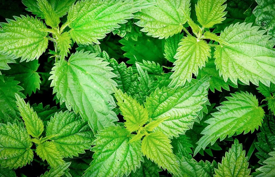 Nettle Tea: Benefits, Uses, and How to Prepare It Safely
