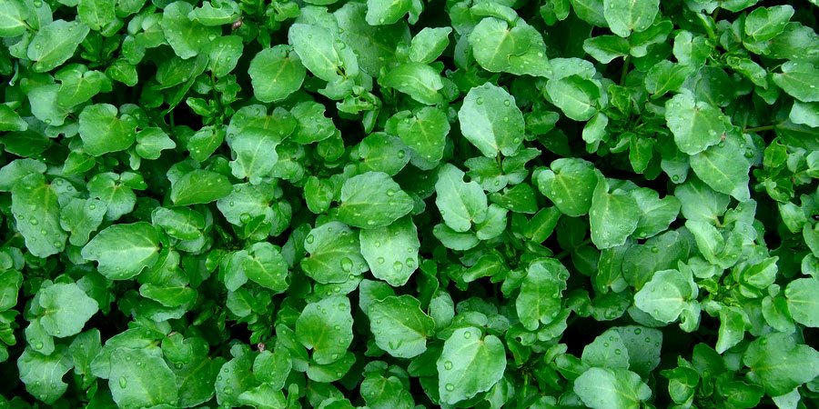 Watercress-agriao-beneficios-e-como-preparar