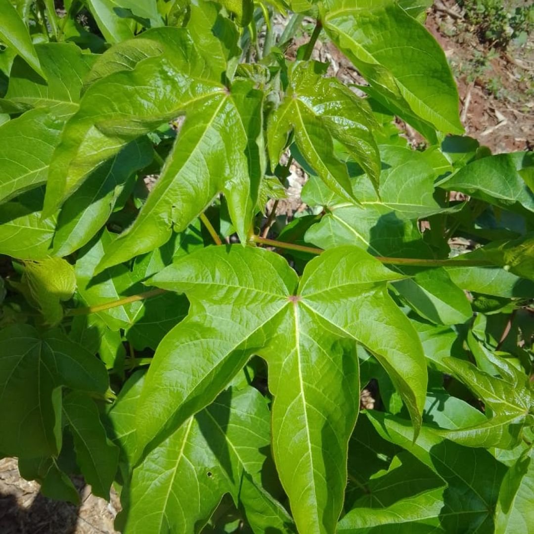cotton plant- algodoeiro-beneficios-e-como-preparar