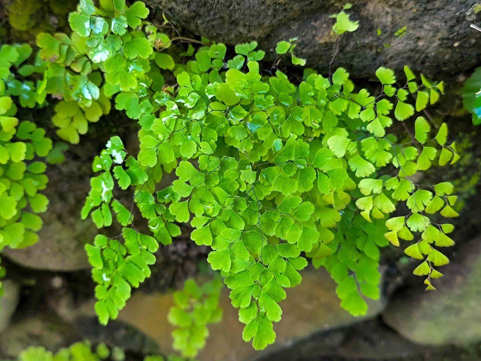 Maidenhair Fern-Chá de avenca: preparo, cuidados (gestantes evitam), tabela da infusão e usos culinários. Guia claro com segurança, cultivo e variações.