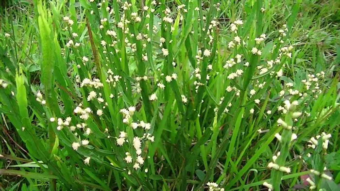 Chá de Baccharis (carqueja): benefícios culinários, preparo, cuidados e tabela da infusão. Veja variações, segurança e links oficiais.