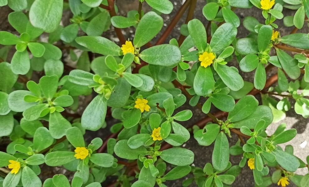 purslane Chá de beldroega: preparo, benefícios culinários, tabela das folhas cruas, cuidados com oxalatos e dicas de cultivo.