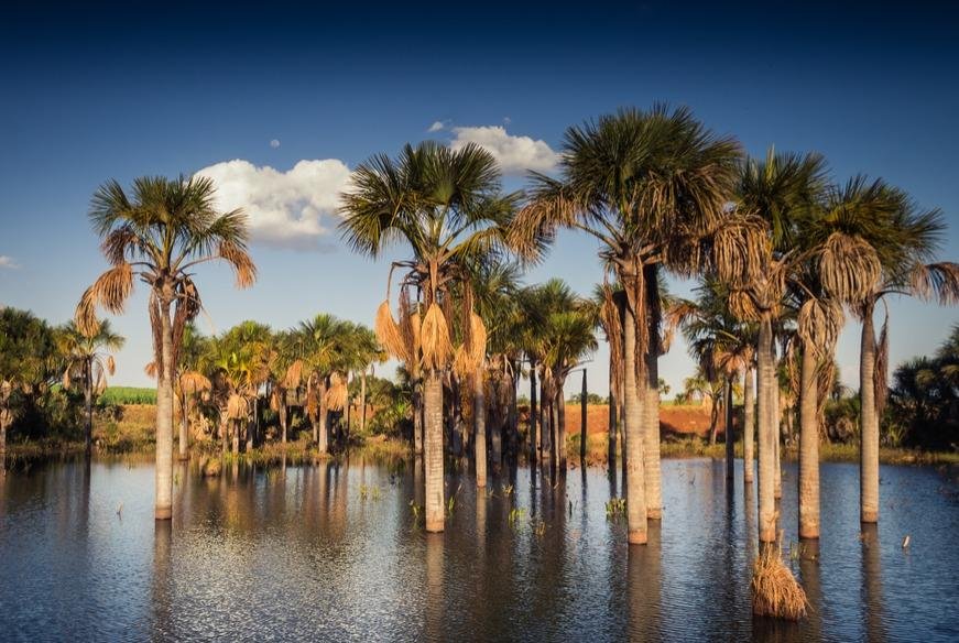 Moriche Palm Chá de buriti: preparo, sabores, tabela da polpa (100 g), usos culturais, cuidados e ideias para aproveitar a fruta na cozinha.