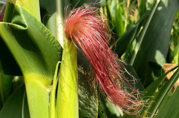 corn silk Chá de cabelo-de-milho: como preparar, benefícios culturais, tabela da infusão (100 g) e cuidados importantes para um consumo responsável.