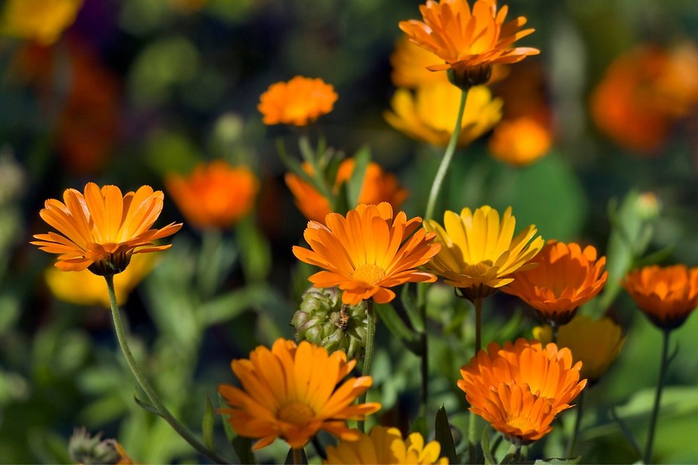 Descubra os benefícios da calêndula para a pele, digestão, TPM e muito mais. Aprenda como preparar o chá e usar essa planta com segurança.