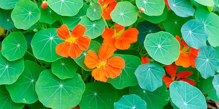 Nasturtium Tea Chá de capuchinha: preparo seguro, tabela das flores (100 g), ideias culinárias, cautelas e conservação para aproveitar a planta na rotina.