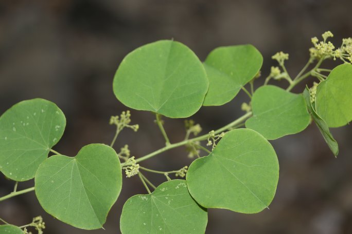 cha-de-abutua-beneficios-e-como-preparar