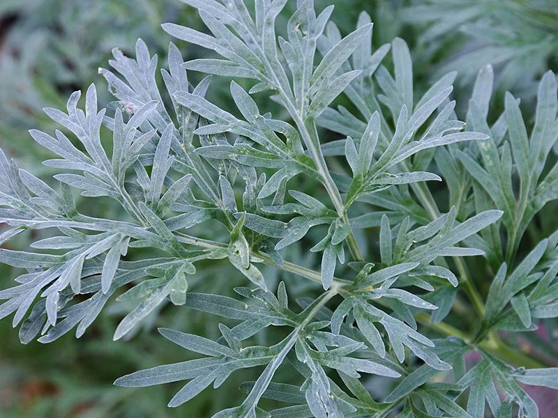 Mugwort - Chá de artemísia: benefícios culinários, preparo, cuidados e tabela das folhas secas. Veja variações, contraindicações e links confiáveis.