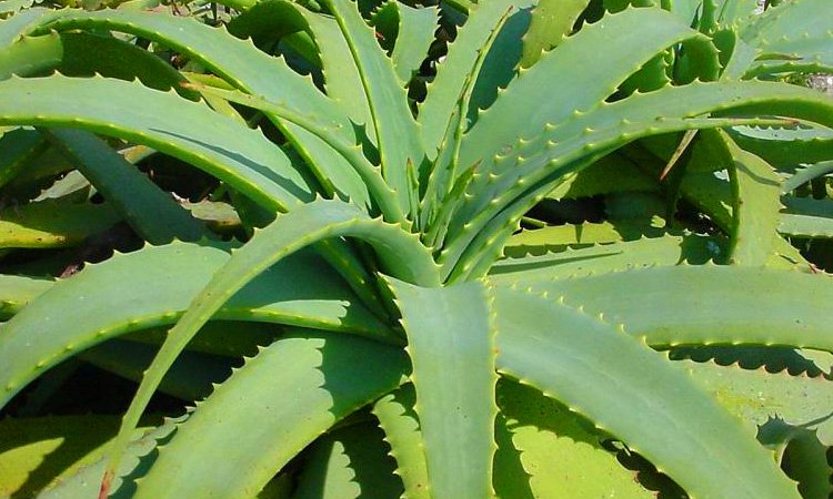 aloe vera Chá de babosa seguro: como usar o gel comestível, cuidados com o látex, receita, tabela nutricional
