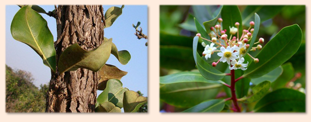 catuaba tea cha-de-catuaba-beneficios-e-como-fazer