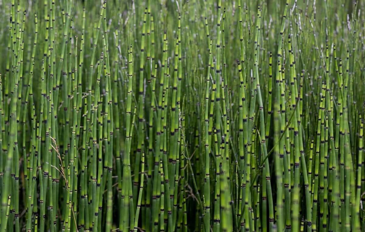 horsetail tea cha-de-cavalinha-beneficios-e-como-fazer