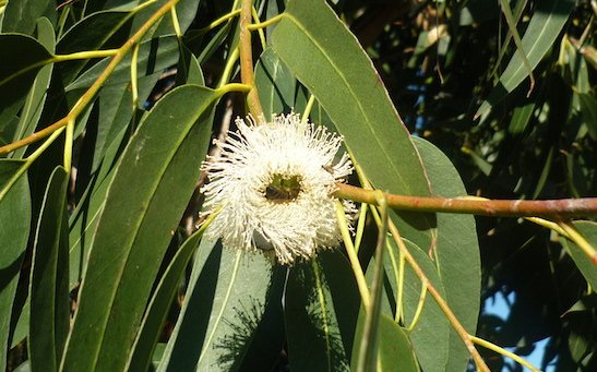 Eucalyptus-tea-cha-de-eucalipto-beneficios-e-como-preparar