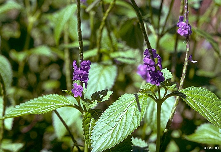 gervao-tea-cha-de-gervao-beneficios-e-como-fazer