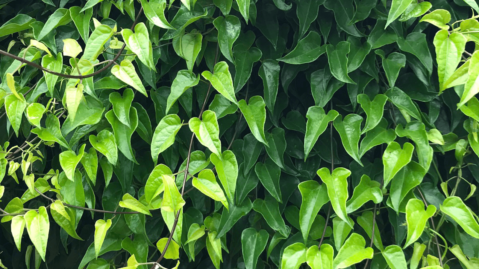 guaco-tea-cha-de-guaco-beneficios-e-como-preparar