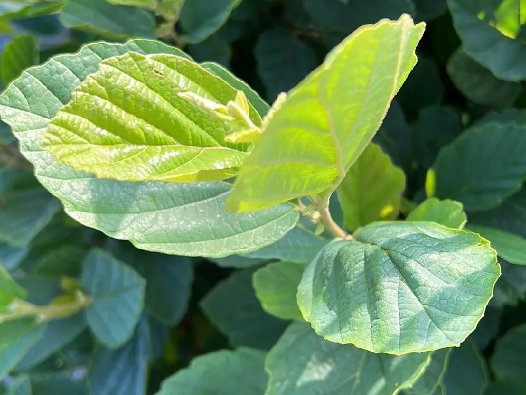 Witch-Hazel-tea-cha-de-hamamelis