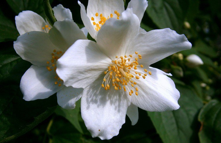 jasmine-tea-cha-de-jasmim-beneficios-e-como-preparar