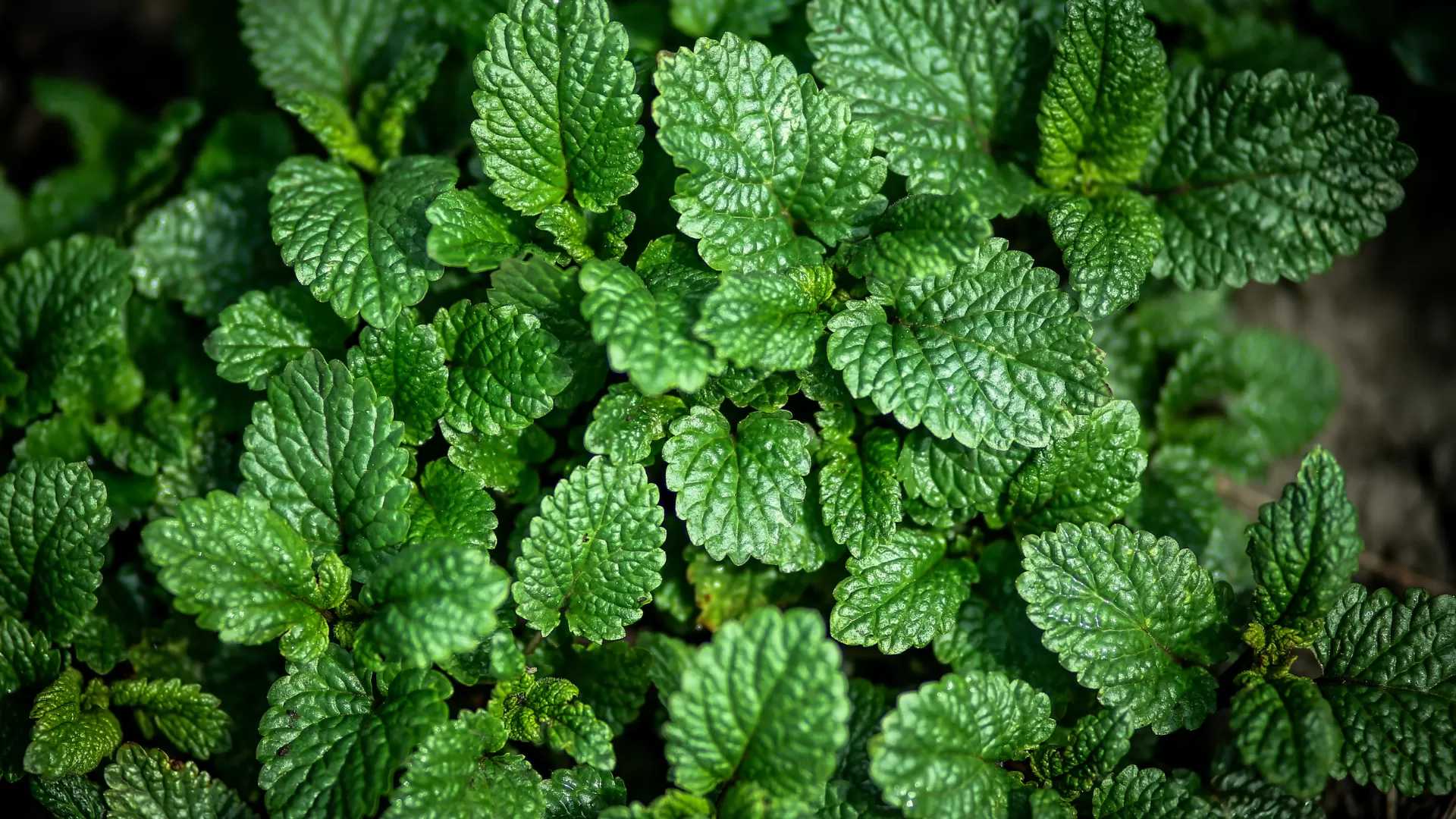 lemon-balm-tea-cha-de-melissa-beneficios-e-como-preparar