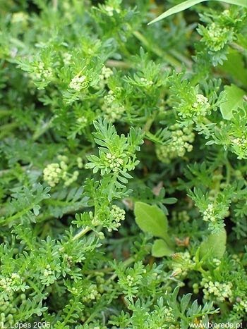 Wormseed-Tea-cha-de-mentruz-beneficios-e-como-preparar