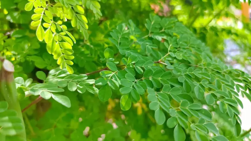 moringa-tea-cha-de-moringa-beneficios-e-como-preparar