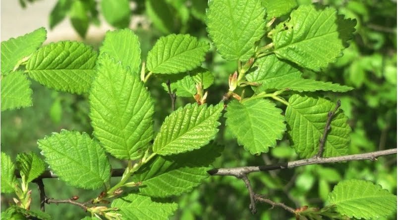 Slippery-Elm-tea-cha-de-olmo-beneficios-e-como-preparar