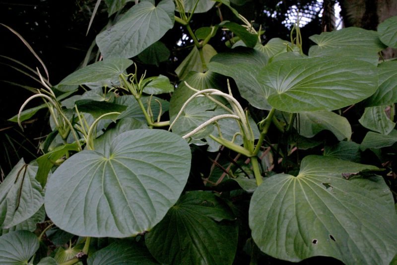 pariparoba-tea-cha-de-pariparoba-beneficios-e-como-preparar