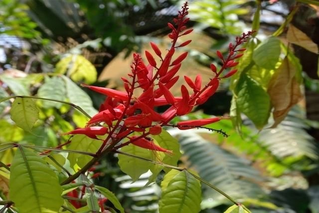 pau-tenente-tea-cha-de-pau-tenente-beneficios-e-como-preparar