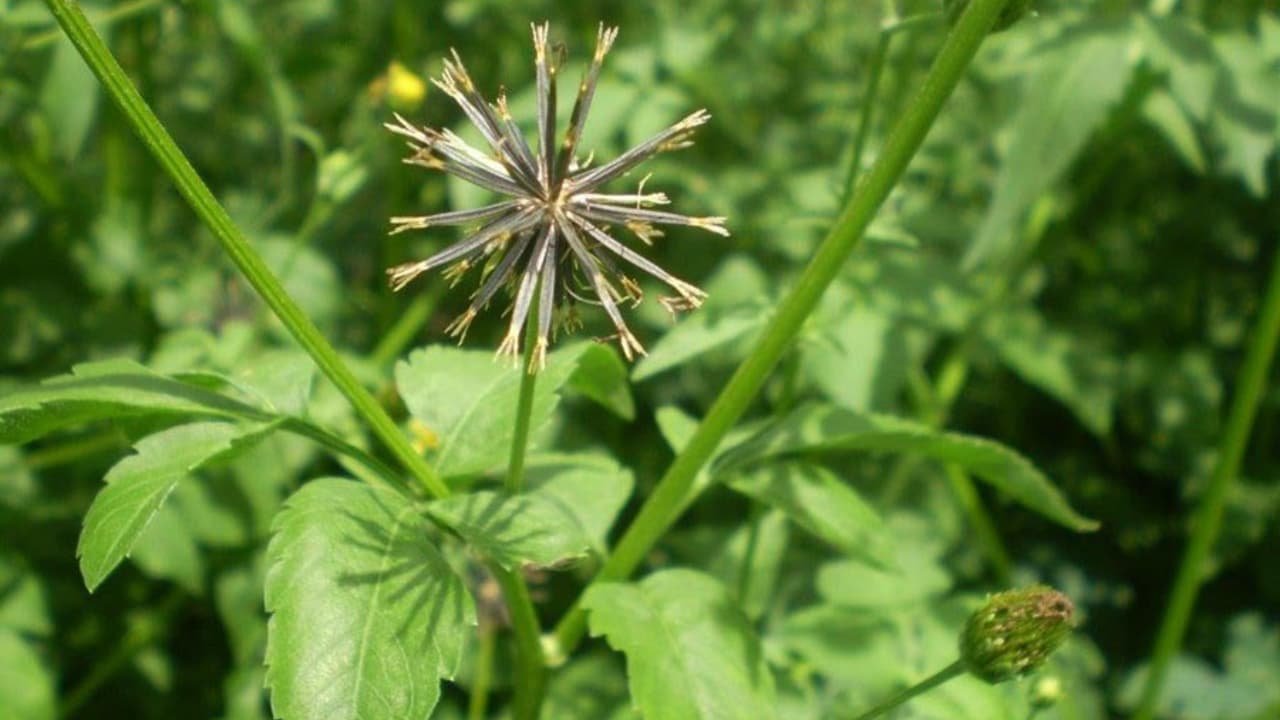 Black-Jack-Tea-cha-de-picao-preto-beneficios-e-como-preparar