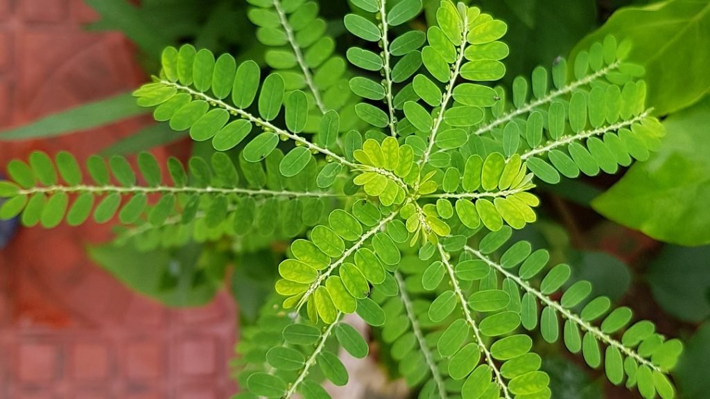 chanca-piedra-tea-cha-de-quebra-pedra-beneficios-e-como-preparar