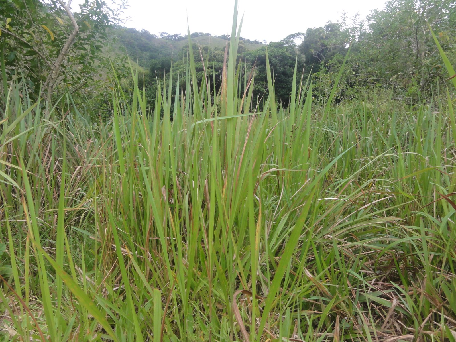sape-grass-tea-cha-de-sape-beneficios-e-como-preparar