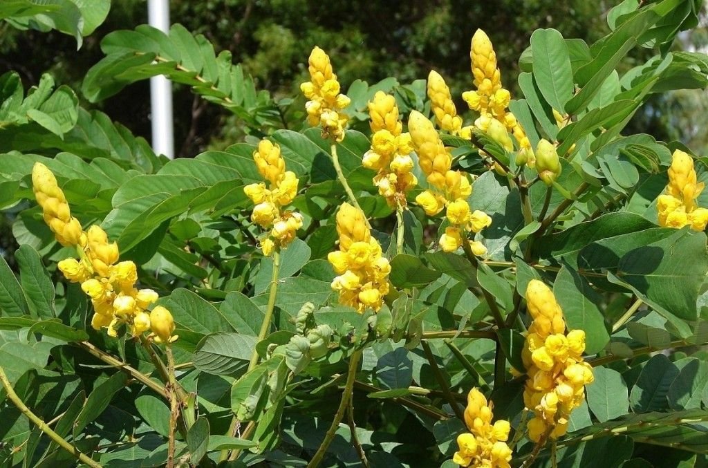 senna-tea-cha-de-sene-beneficios-e-como-preparar