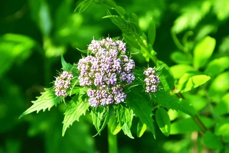 Valerian Root Tea: Benefits, Uses, and How to Prepare It