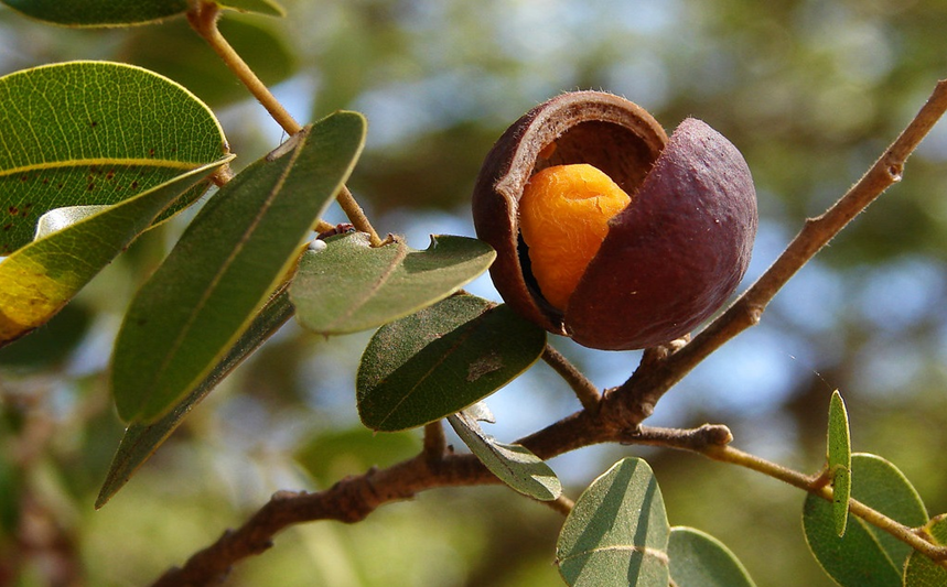 copaiba-beneficios-e-como-preparar
