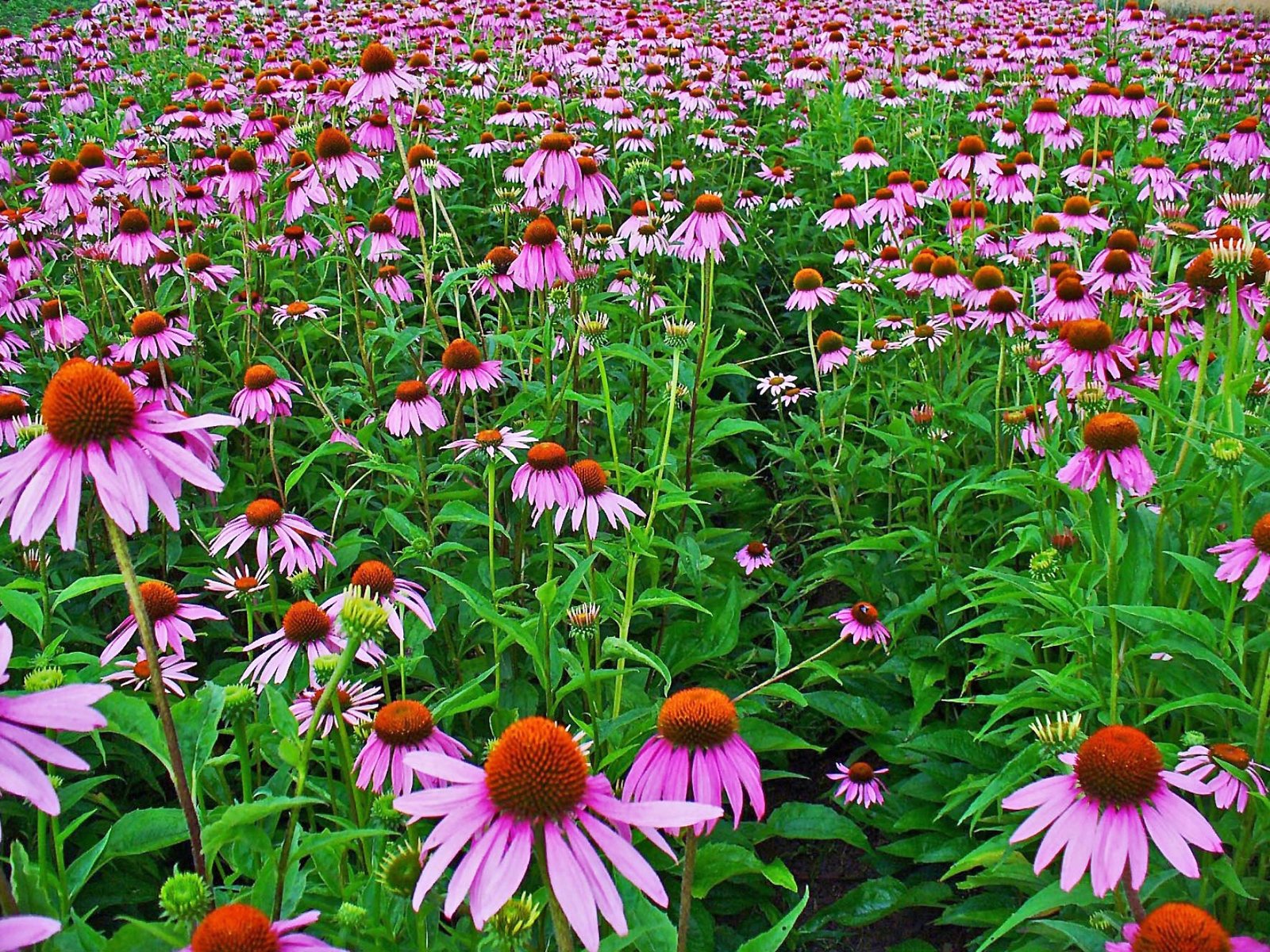 Echinacea - equinacea