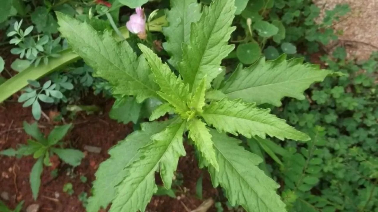 erva-de-santa-maria-tea-cha-beneficios-e-como-usar