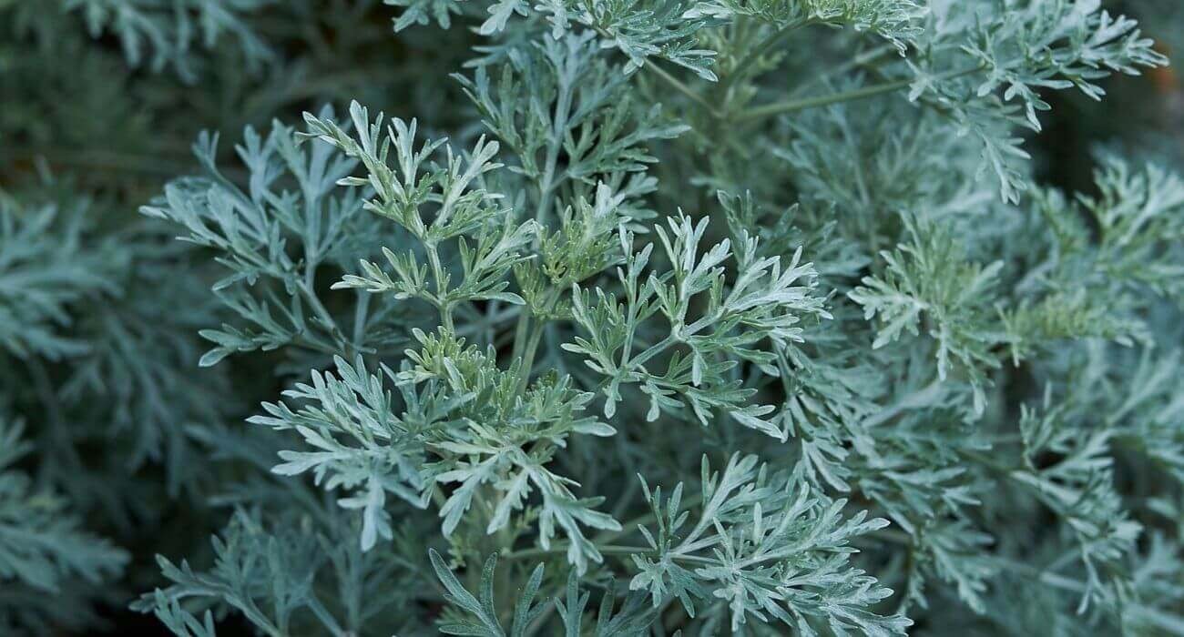 Wormwood-tea-losna-beneficios-uso-e-cuidados