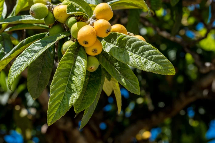 loquat-leaf-tea-nespera-beneficios-e-como-preparar