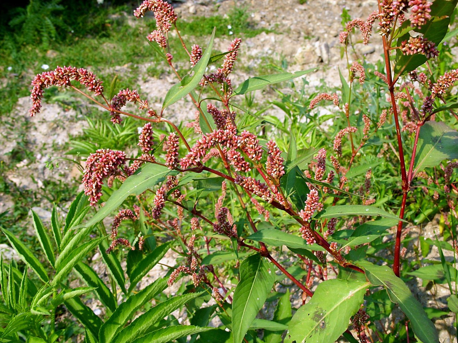 persicaria-tea-beneficios-e-como-preparar