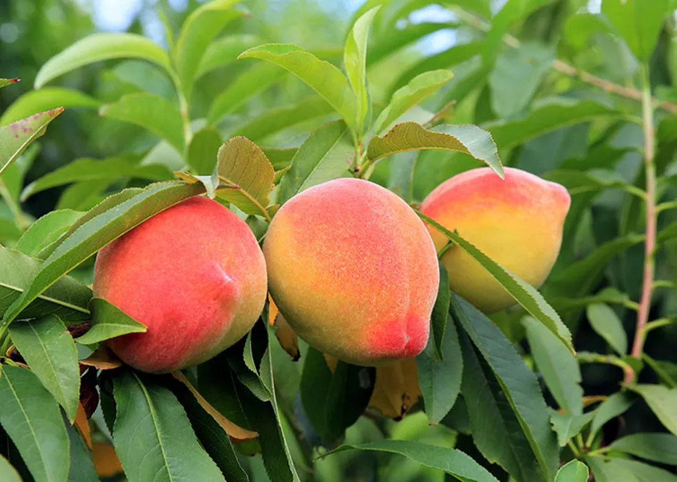 Peach-Leaf-Tea-pessego-beneficios-e-como-preparar