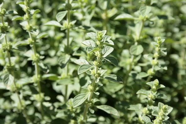 Pennyroyal-Tea-poejo-beneficios-e-como-preparar