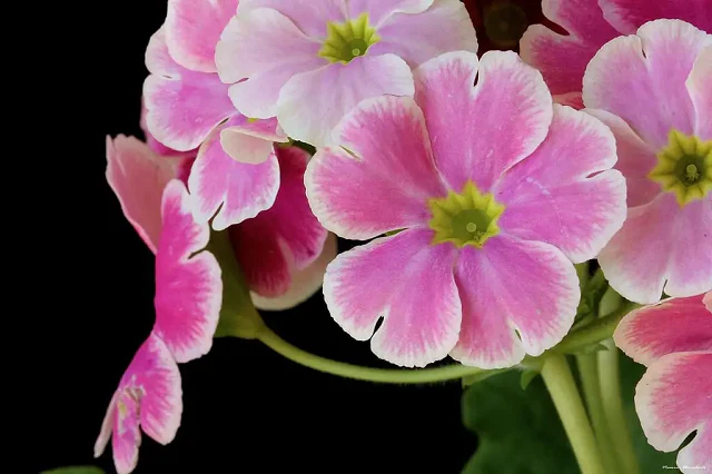 primrose-tea-primula-beneficios-e-como-preparar