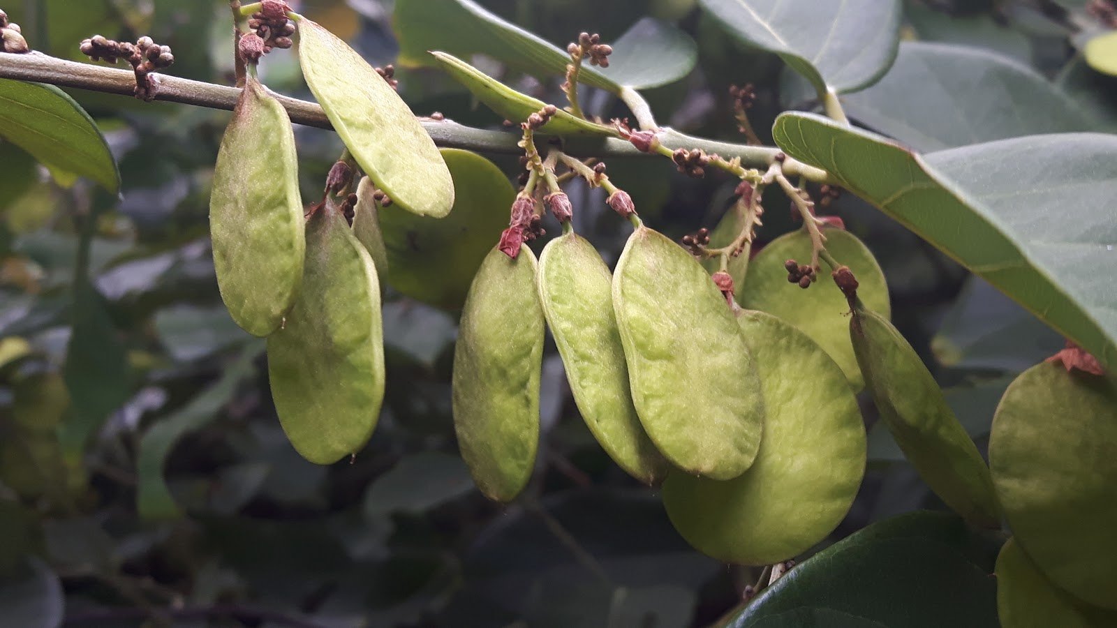 anamu-tea-rabo-de-bugio-beneficios-e-como-preparar