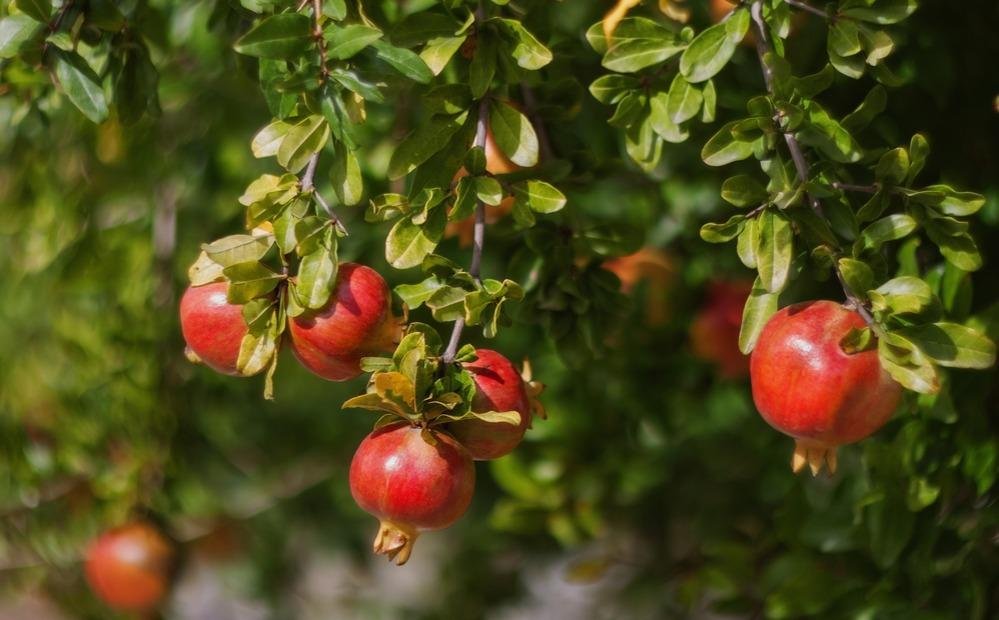 Pomegranate-Tea-roma-beneficios-e-como-preparar