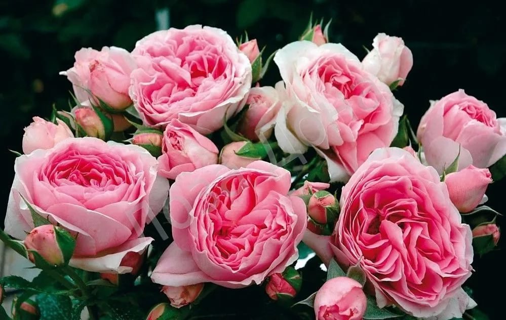 French-Rose-Tea-rosa-francesa-beneficios-e-como-preparar