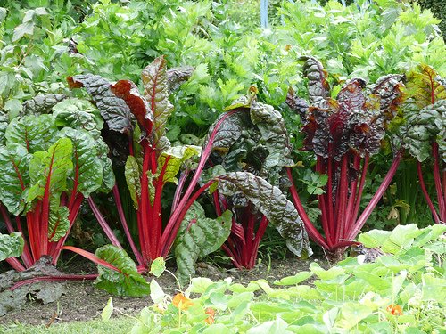 Rhubarb-Tea-ruibarbo-beneficios-e-como-preparar