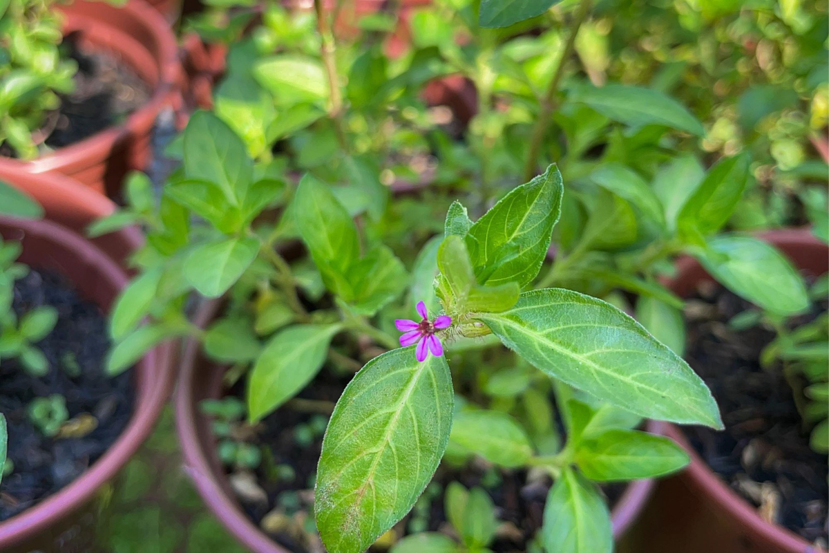 Seven-Bleed-Tea-sete-sangrias-beneficios-e-como-preparar