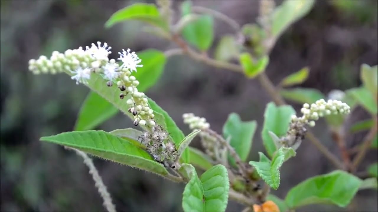 Velame Tea Benefits and How to Prepare This Medicinal Herb