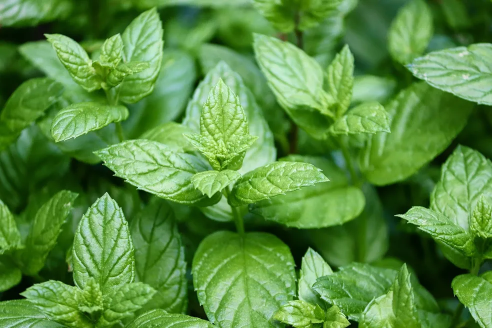 peppermint-hortela-pimenta
